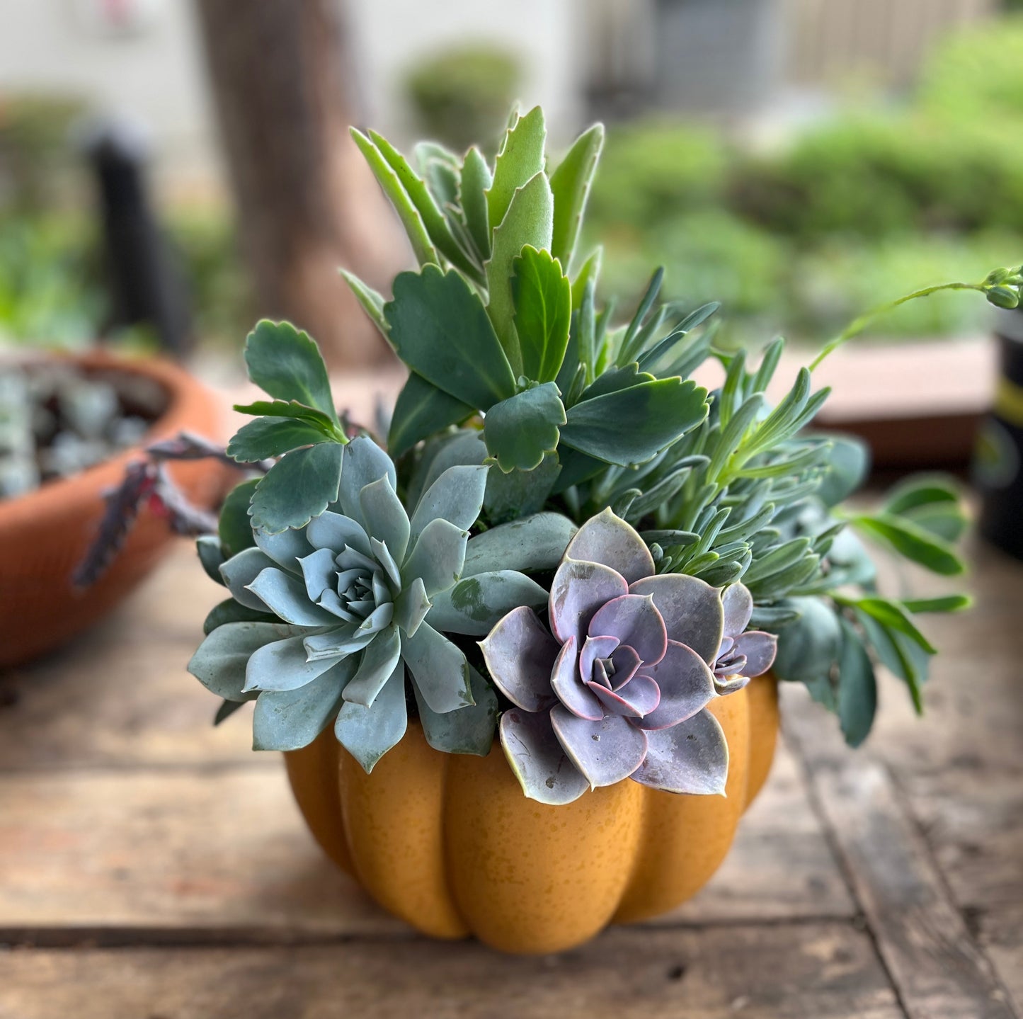 Small Pumpkin Succulent Garden