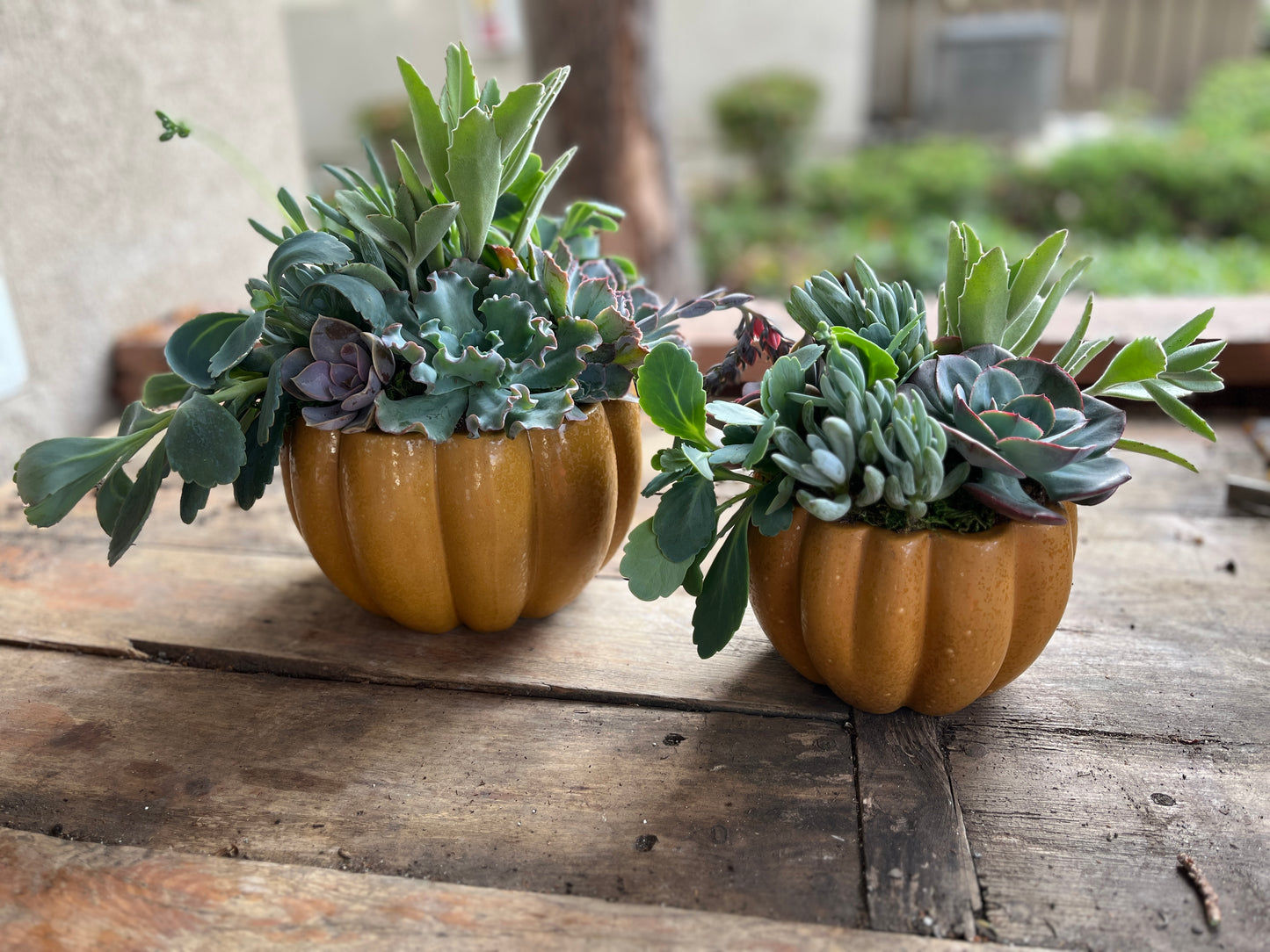 Large Pumpkin Succulent Garden